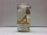 藏品(黃錫鯛)的圖片